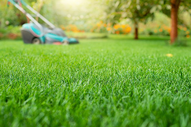 Lawn Service